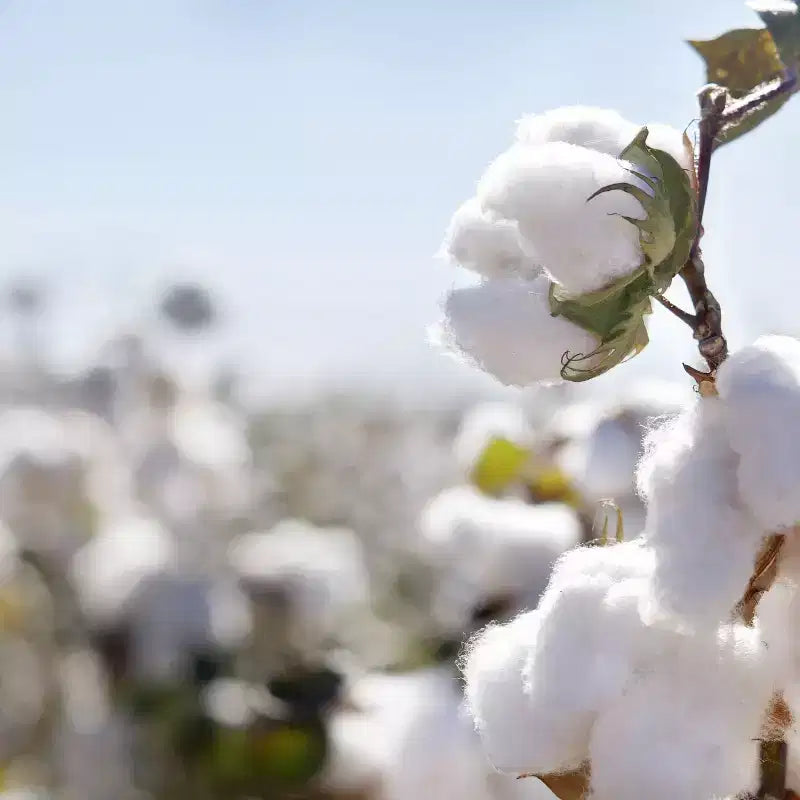 Colchón ligero orgánico certificado de algodón de 2 etapas para cuna y cama infantil Organic Dream